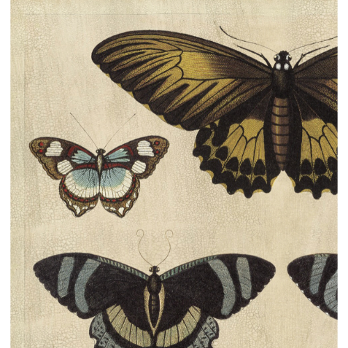 Crackled Butterfly Chart 1 Art
