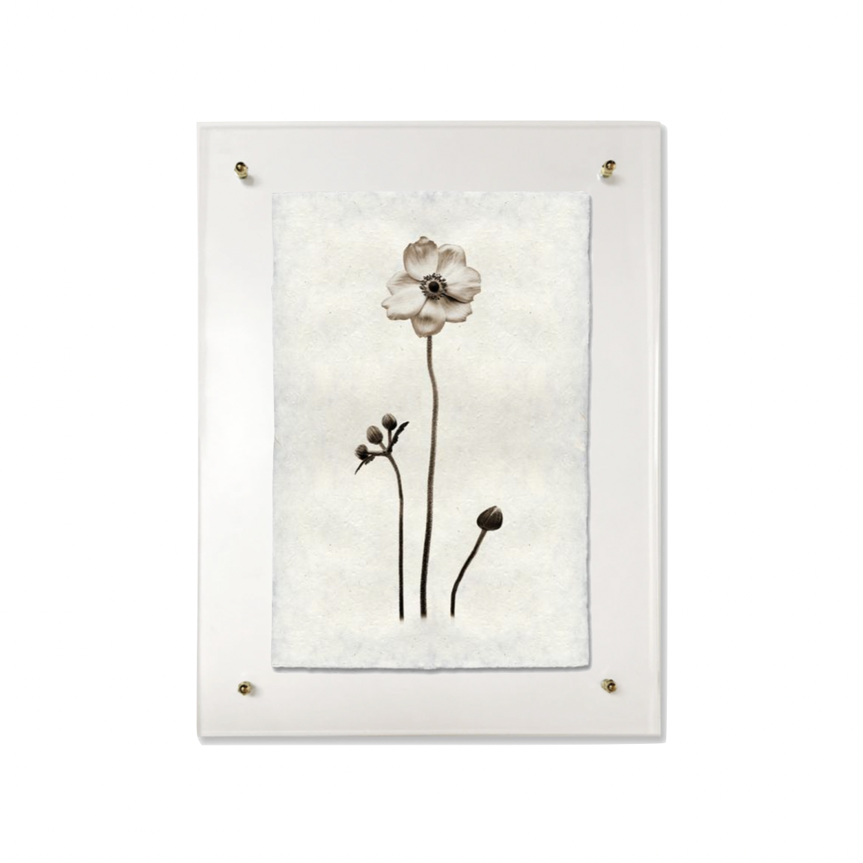 This Anemone is made from raw edge handmade paper from Nepal. Hang in your kitchen, living room, or bedroom to bring the space some organic, raw character!  Fine art prints  Pencil signature