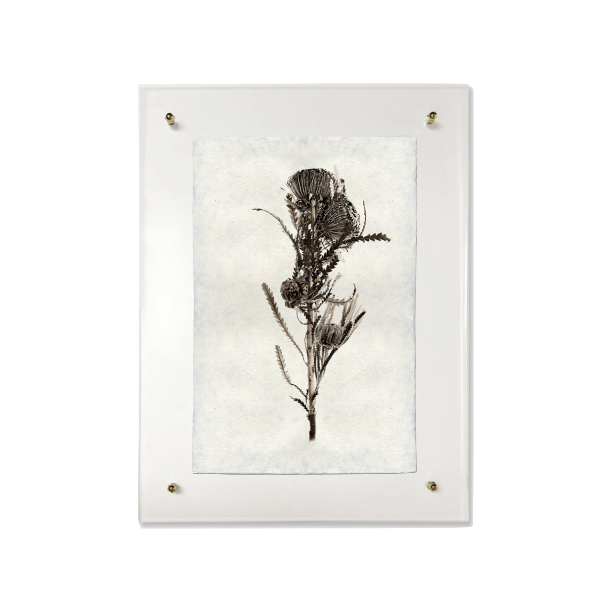 This Banksia is made from raw edge handmade paper from Nepal. Hang in your kitchen, living room, or bedroom to bring the space some organic, raw character!  Fine art prints  Pencil signature