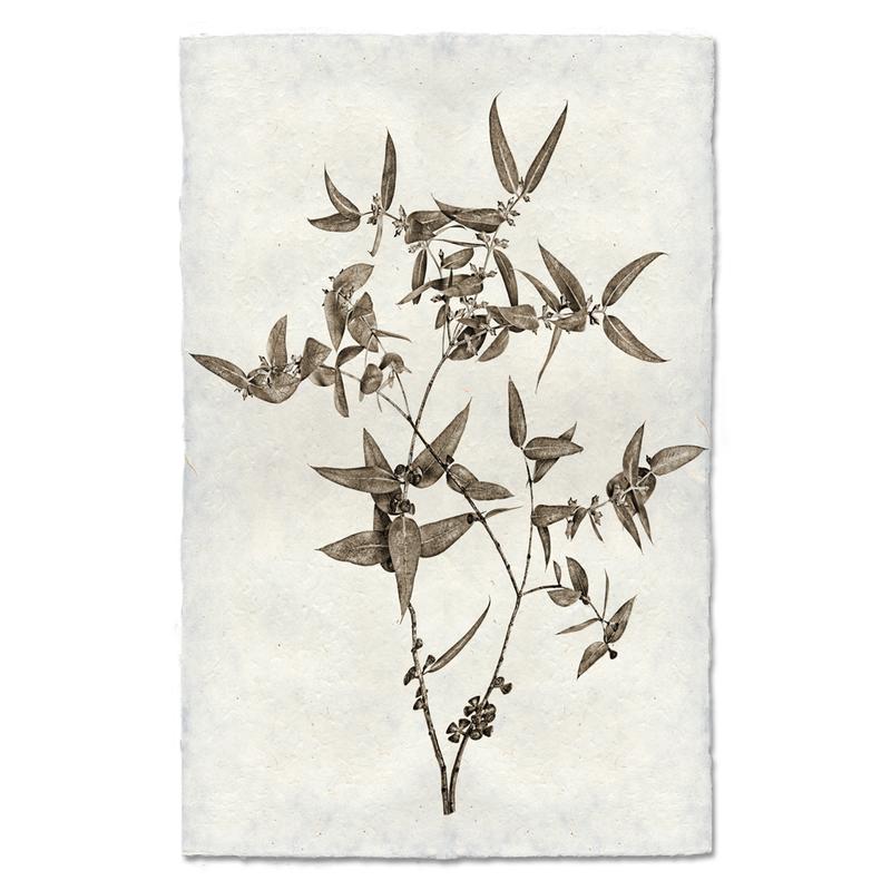 This Eucalyptus #3 is made from raw edge handmade paper from Nepal. Hang in your kitchen, living room, or bedroom to bring the space some organic, raw character!  Fine art prints  Pencil signature