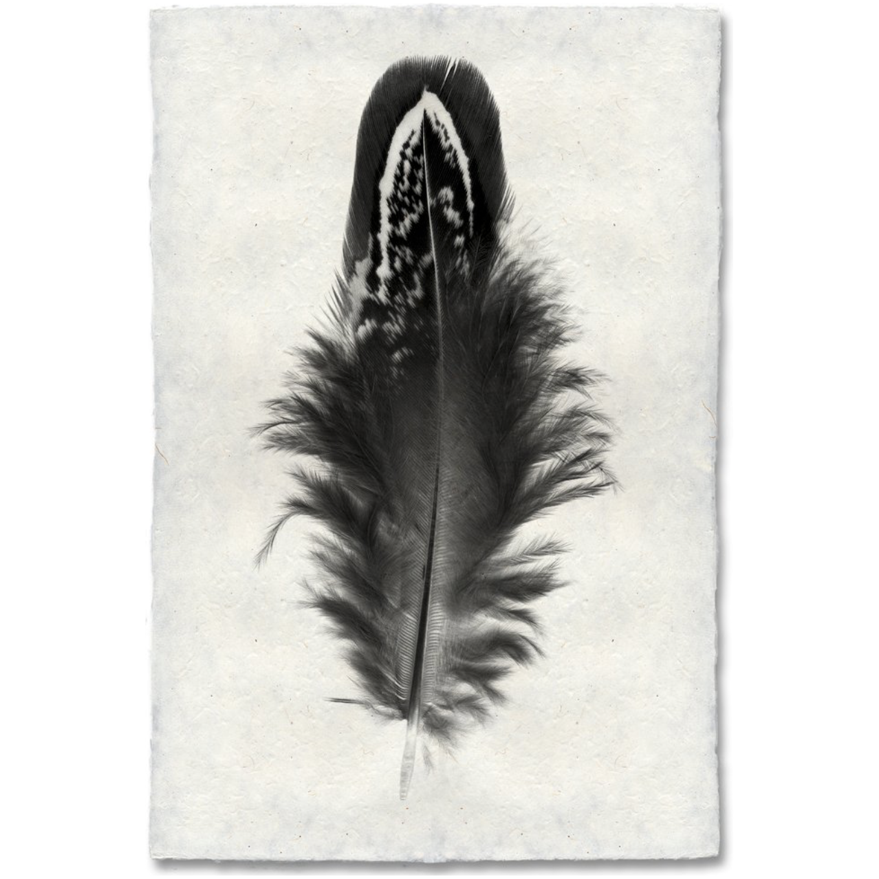 Feather Study #3 - Amethyst Home