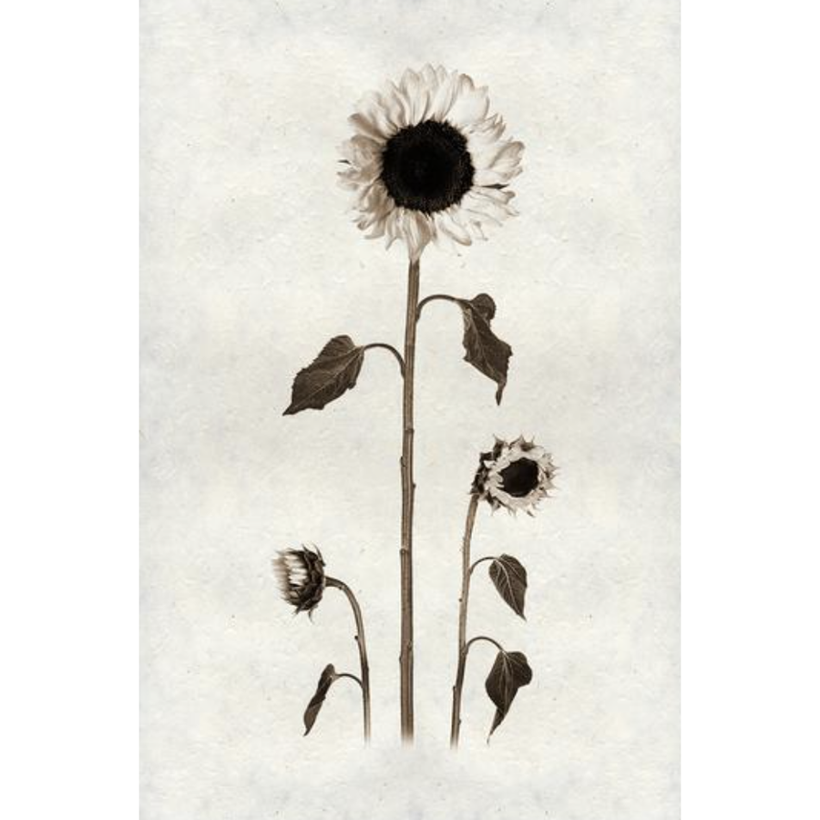 Sunflowers - Amethyst Home
