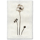 Anemone - Amethyst Home