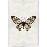 Butterfly #12 - Amethyst Home