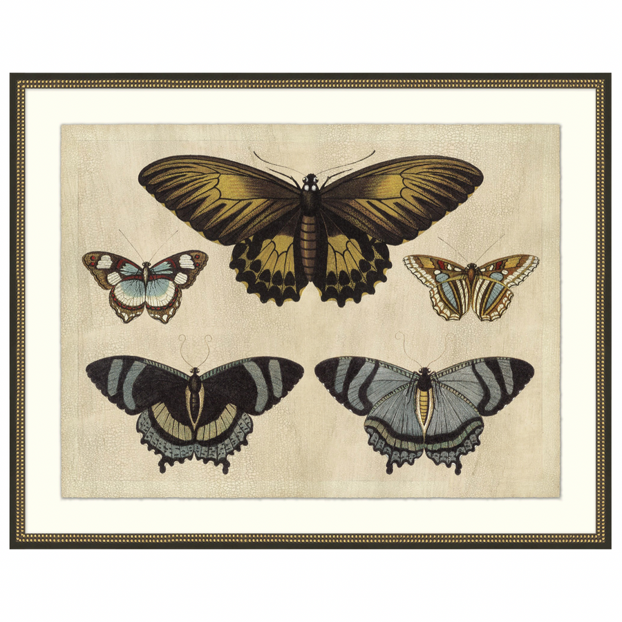 We love the gorgeous black frame with gold leaf on this Crackled Butterfly Chart 1 Art. It is made on matte paper with hand applied crackle finish and would look lovely in any studio, office, or bedroom.   Size: 48"w x 38"h Medium: Matte Paper  This piece is made just for you in the USA! Please allow 6-8 weeks for production and delivery.